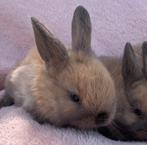 Jonge konijntjes (2 stuks), Dieren en Toebehoren, Konijnen, Meerdere dieren, 0 tot 2 jaar, Middelgroot, Hangoor