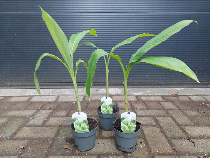 Musa Basjoo - Japanse Vezelbanaan / Winterharde Tuinbanaan, Tuin en Terras, Planten | Tuinplanten, Vaste plant, Overige soorten