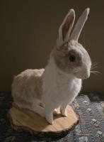 opgezet konijn groot, Verzamelen, Dierenverzamelingen, Ophalen of Verzenden, Nieuw, Boerderijdier, Opgezet dier