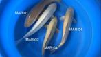 Diverse Japanse koi karper | Koikarpers  | Nisai vissen, Karper of Koi