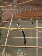 Dominicaner wide man, Dieren en Toebehoren, Vogels | Overige Vogels, Mannelijk, Tropenvogel, Geringd