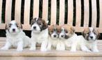 super mooie boomer pups, Dieren en Toebehoren, Honden | Niet-rashonden, Meerdere, Klein, 8 tot 15 weken, Meerdere dieren