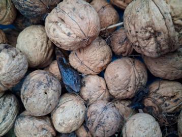 Walnoten, 2025 beschikbaar voor biedingen