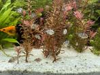 Te koop jonge Bleu Parrot Cichlid, Dieren en Toebehoren, Vis, Zoetwatervis
