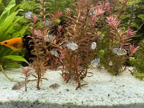Te koop jonge Bleu Parrot Cichlid, Dieren en Toebehoren, Vissen | Aquariumvissen, Zoetwatervis, Vis