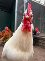 Ricket, tamme witte krielhaan, Dieren en Toebehoren, Pluimvee, Mannelijk, Kip
