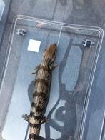 1.1.0 australische blauwtongskink scincoides scincoides,, Dieren en Toebehoren, Reptielen en Amfibieën, Hagedis, Met terrarium