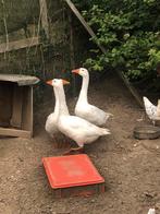 Jonge ganzen, Dieren en Toebehoren, Meerdere dieren, Gans of Zwaan