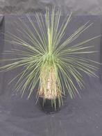 Yucca linearifolia ssp. Galeana 19, 80 cm, stam 35 cm, Tuin en Terras, Planten | Tuinplanten, Ophalen of Verzenden, Vaste plant