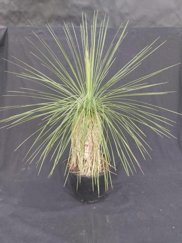Yucca linearifolia ssp. Galeana 19, 80 cm, stam 35 cm beschikbaar voor biedingen