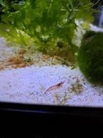 Garnaaltjes, Ophalen, Nieuw, Overige typen