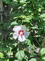 Hibiscus syriacus, Ophalen of Verzenden, Zomer, Overige soorten, Volle zon