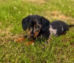 Dwergteckel pups, puppy’s, Dieren en Toebehoren, Honden | Teckels en Dashonden, CDV (hondenziekte), 8 tot 15 weken, Korthaar, Dwerg