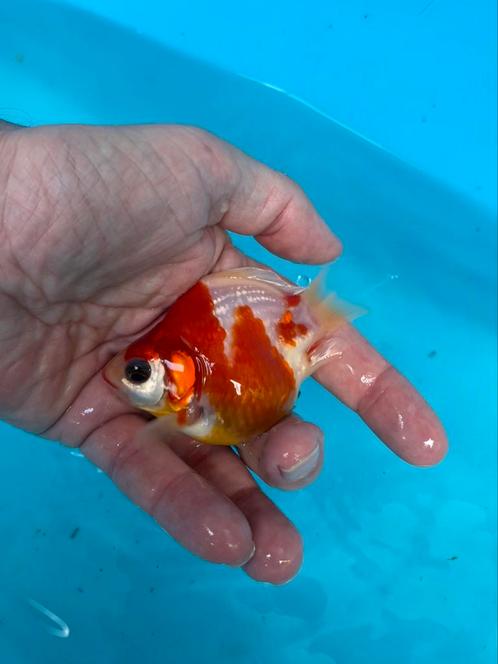 Tamasaba Japanse Goudvis HIGH QUALITY, Dieren en Toebehoren, Vissen | Vijvervissen, Karper of Koi