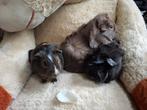 3 mooie tamme beertjes, Cavia, Mannelijk, Juli, Tam