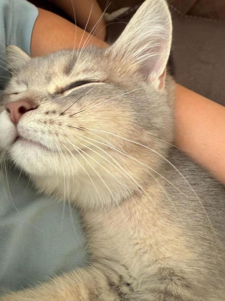 Britse korthaar kitten, Dieren en Toebehoren, Katten en Kittens | Overige Katten, Kater