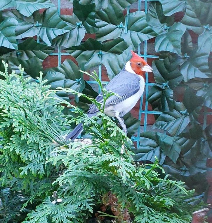 Roodkuif Kardinaal, Dieren en Toebehoren, Vogels | Overige Vogels, Tropenvogel, Vrouwelijk, Geringd