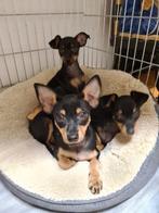 Praagse Rattler puppy's pups kleine hond, Dieren en Toebehoren, Honden | Niet-rashonden, Particulier, Meerdere, 8 tot 15 weken