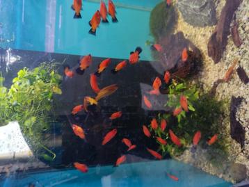 Platy rood met zwart beschikbaar voor biedingen