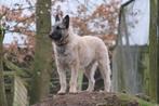 Bouvier des Ardennes (mogelijk kruising mechelse herder), Dieren en Toebehoren, Honden | Herdershonden en Veedrijvers, Bouvier