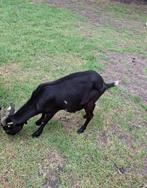 Geit  en geiten bokken., Dieren en Toebehoren, Schapen, Geiten en Varkens, Meerdere dieren, Geit, 0 tot 2 jaar
