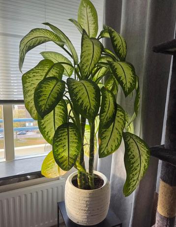 Dieffenbachia 135 cm beschikbaar voor biedingen