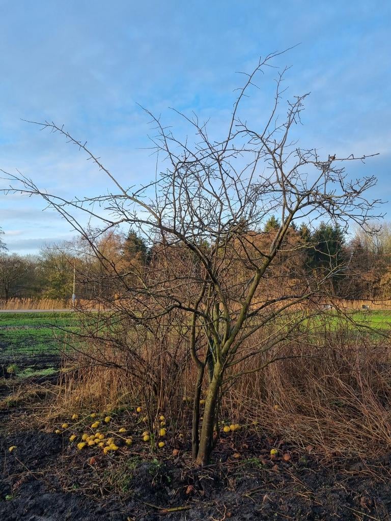 Kweeappels volwassen bomen stam maat 25-40 250 + hoog, Ophalen