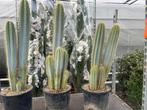 Cactus Pilocereus Azureus fraai blauw soort in de 25 cmpot, 100 tot 150 cm, Ophalen of Verzenden, Bloeiende kamerplant, Volle zon