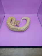 koningspython, Dieren en Toebehoren, Reptielen en Amfibieën, Slang, 0 tot 2 jaar