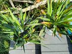 Yucca Diversen Maten Nog 13 STUKS, Overige soorten, Volle zon, Vaste plant, Ophalen of Verzenden