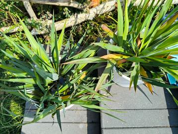 Yucca Diversen Maten Nog 13 STUKS beschikbaar voor biedingen