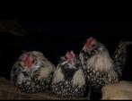 Antwerpse baardkriel zilver zwart gezoomd Haan, Dieren en Toebehoren, Pluimvee, Mannelijk, Kip