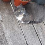 Vermist poes omgeving tiel op 3 november 2025, Kat