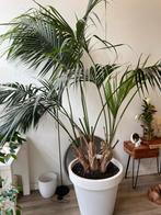 Kentia Palm 3 meter hoog!, Huis en Inrichting, Kamerplanten, Ophalen, Overige soorten, 200 cm of meer