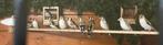 Majoor putters te koop., Dieren en Toebehoren, Meerdere dieren, Wildzangvogel, Geringd