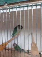 Koppeltje Pyrrhura molinae, Dieren en Toebehoren, Vogels | Parkieten en Papegaaien, Meerdere dieren, Parkiet