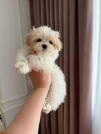 Exclusieve Maltipoo F1 micro pup(Maltezer/Asian Toy Poedel), Dieren en Toebehoren, Particulier, Rabiës (hondsdolheid), Overige rassen