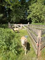 Te koop schoonebeeker en swifter ooi, Dieren en Toebehoren, Schapen, Geiten en Varkens, Vrouwelijk, Schaap