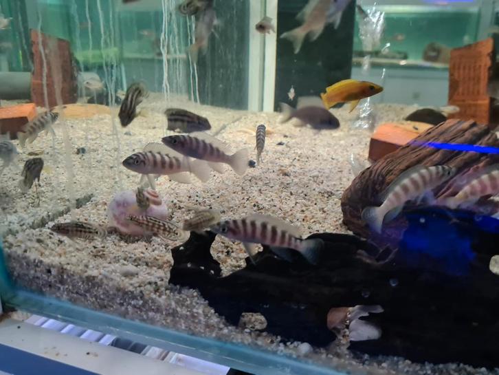 Neolamprologus Cylindricus Tanganyika Cichliden, Dieren en Toebehoren, Vissen | Aquariumvissen, Zoetwatervis, Vis