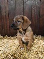 Pups Bordercollie/Australian Shepherd met Beierse Zweethond, Dieren en Toebehoren, Honden | Niet-rashonden, Rabiës (hondsdolheid)