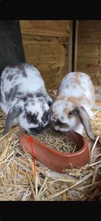 Huisje gezocht voor deze knappe voedster, Dieren en Toebehoren, Konijnen, Vrouwelijk, Dwerg