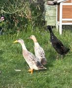 Setje loopeenden, Dieren en Toebehoren, Pluimvee, Meerdere dieren, Eend