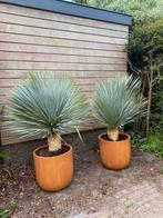Yucca Rostrata | 140-150cm | Outletplant, Tuin en Terras, Planten | Bomen, Overige soorten, 100 tot 250 cm, Zomer, Ophalen