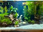 Gratis aquarium gezocht, Dieren en Toebehoren, Vissen | Aquariumvissen, Vis