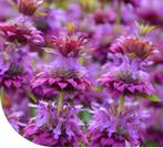 Diverse planten te koop, Tuin en Terras, Planten | Tuinplanten, Ophalen, Zomer, Overige soorten, Volle zon