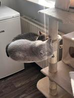 Twee prachtige BKH, Ophalen, Zo goed als nieuw, Krabton