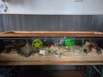 Nette grote hamster terrarium, Dieren en Toebehoren, Minder dan 60 cm, Ophalen of Verzenden, Zo goed als nieuw, 75 tot 110 cm