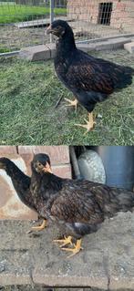 Jonge barnevelder hennetjes, Dieren en Toebehoren, Pluimvee, Vrouwelijk, Kip