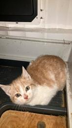 Rode Kitten te koop, Augustus, Geslacht onbekend