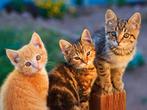 2 kittens gevraagd in de buurt van zeewolde of flevoland, Poes, Kortharig, 0 tot 2 jaar
